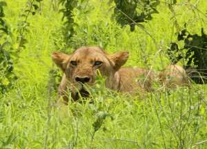 Andreas-Krogh---Blind-lioness