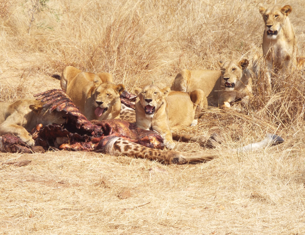 Lions by Ayoubu Nyanganga