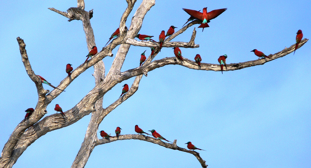 Carmine-Bee-Eaters-1-by-Shaun-O'Driscoll