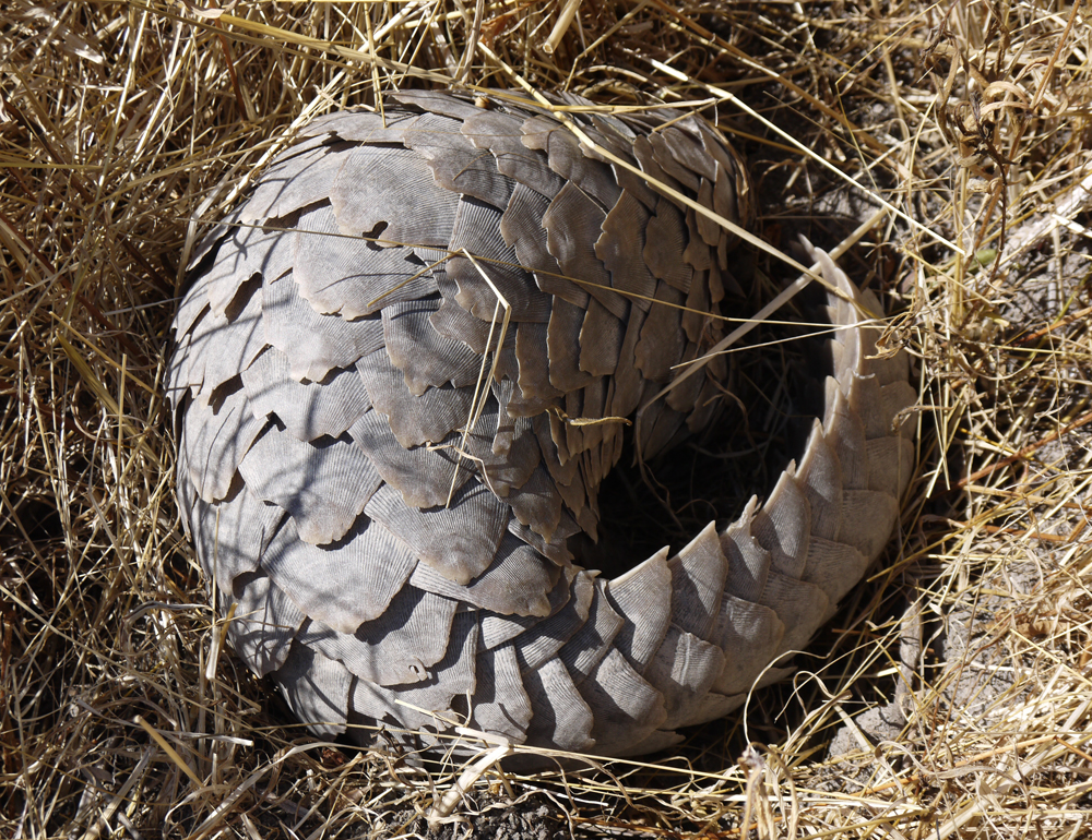 pangolin.jpg