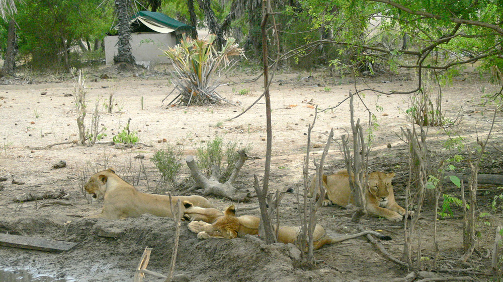 Lions in camp after the kill