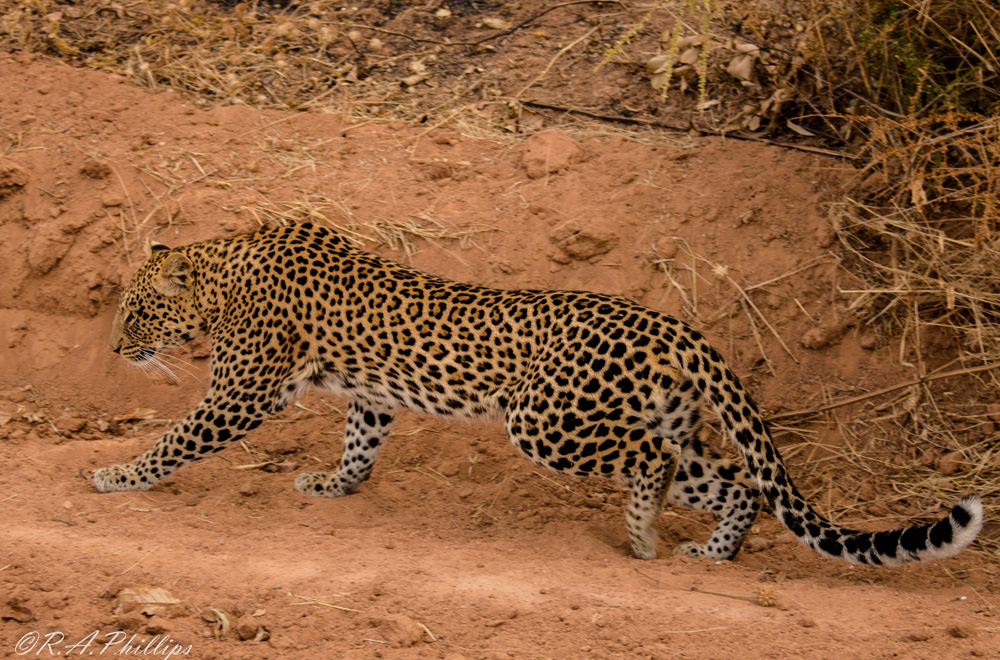 Posing-Leopard