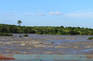 The-Great-Ruaha-River-looking-Great