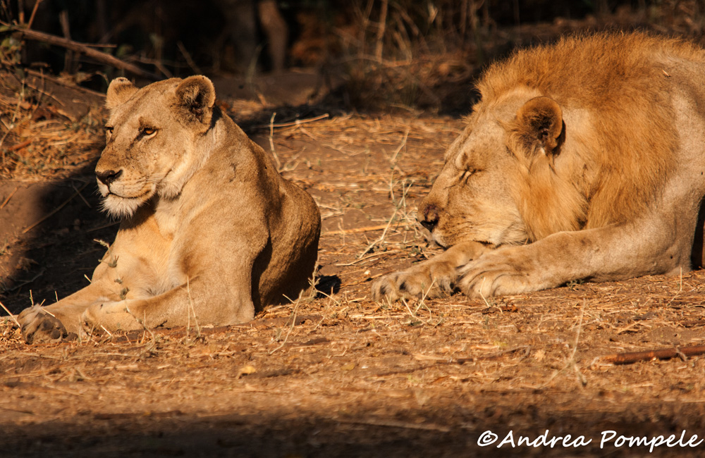 honeymooners-lions