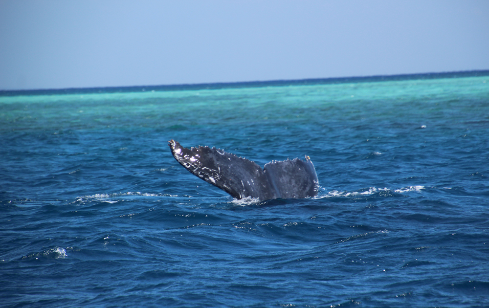 humpback whale