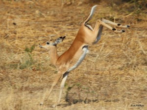 impala