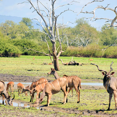 greater-kudu