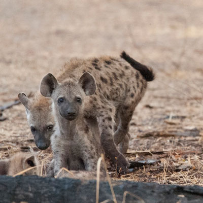 hyena