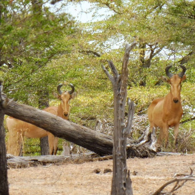 hartebeest