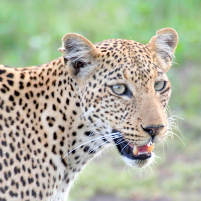 leopard