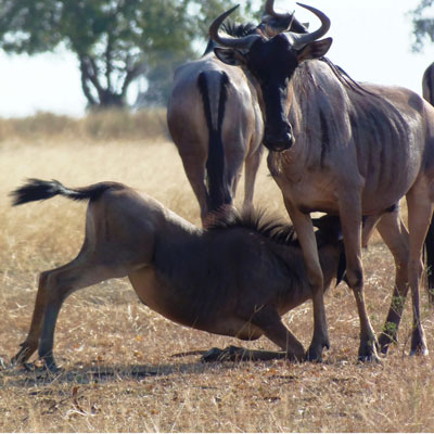 wildebeest