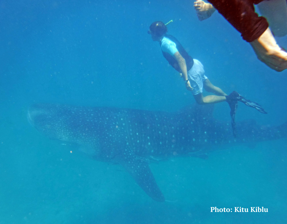 Swimming with whale sharks